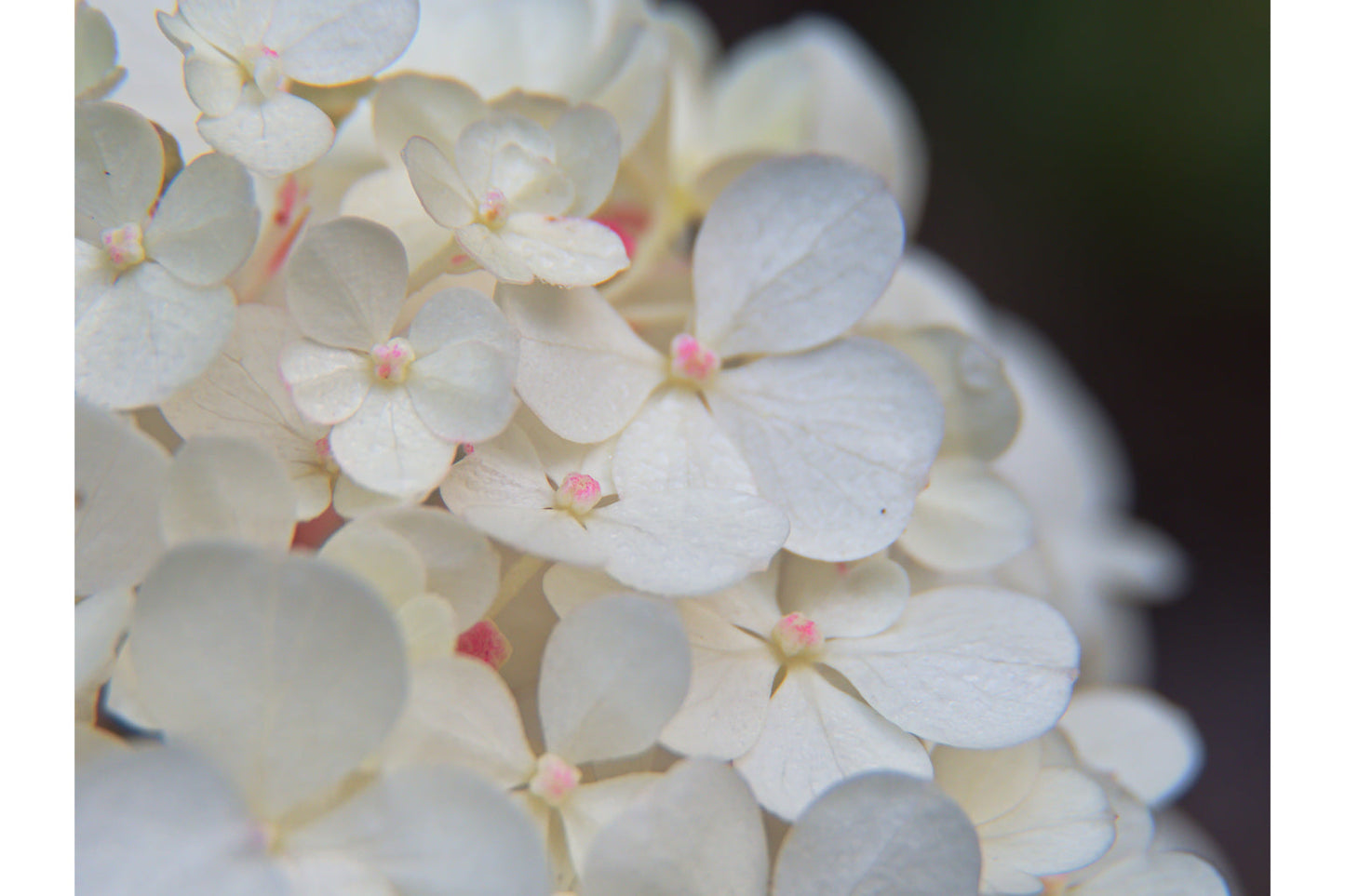 White Pink Hydrangea Flower Flowers Floral Canvas Art Wall Picture Or Gloss Print