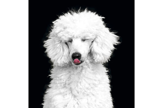 White Poodle Dog Animal Canine Canvas Art Wall Picture Or Gloss Print