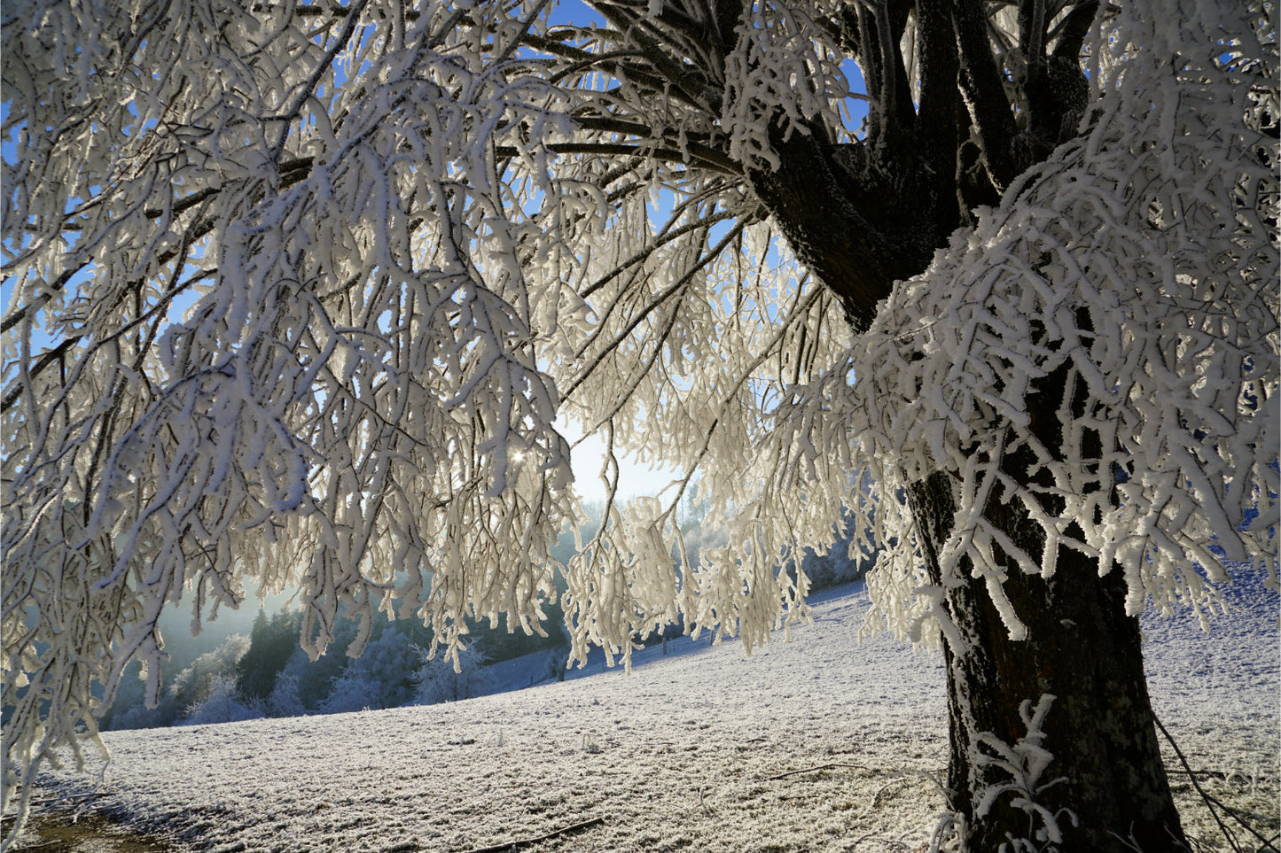 White Snow Ice Winter Tree Landscape Canvas Art Wall Picture Or Gloss Print