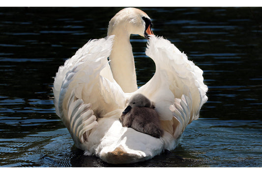 White Swan Baby Animal Bird Wildlife Canvas Art Wall Picture Or Gloss Print