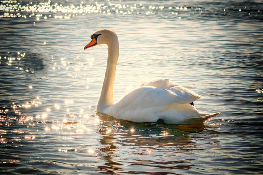 White Swan Water Animal Bird Wildlife Canvas Art Wall Picture Or Gloss Print