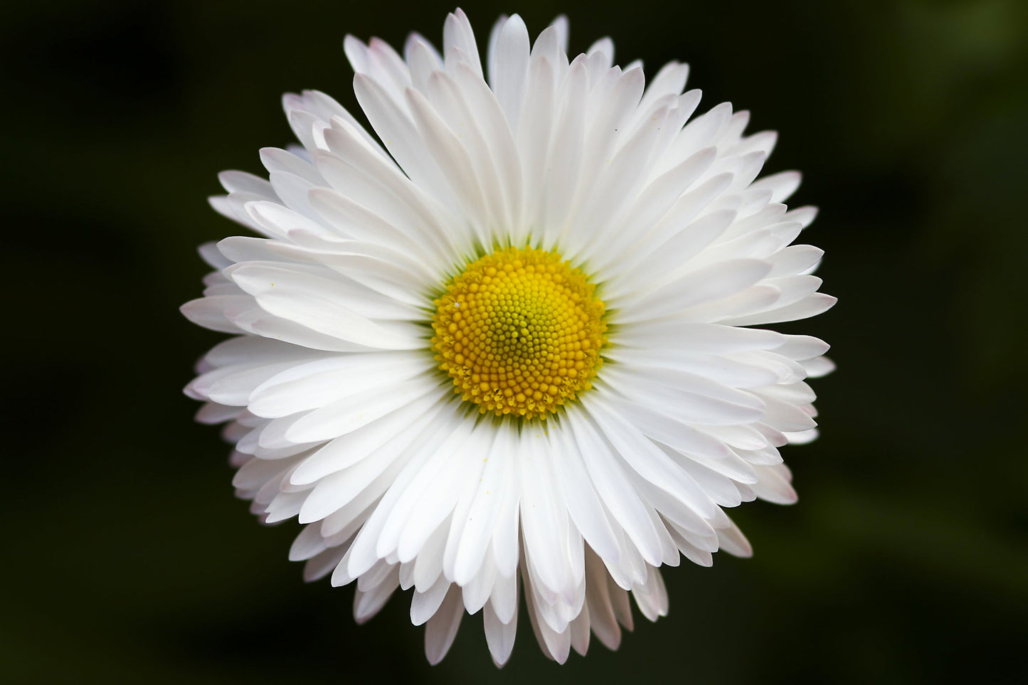 White Yellow Daisy Flower Floral Canvas Art Wall Picture Or Gloss Print