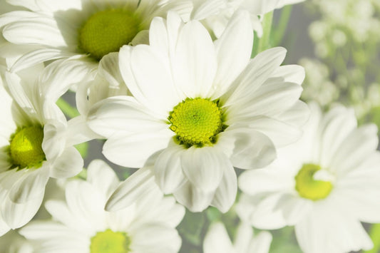 White Yellow Daisy Flower Flowers Canvas Art Wall Picture Or Gloss Print