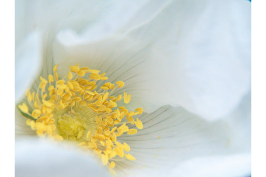 White Yellow Flower Flowers Floral Bloom Canvas Art Wall Picture Or Gloss Print