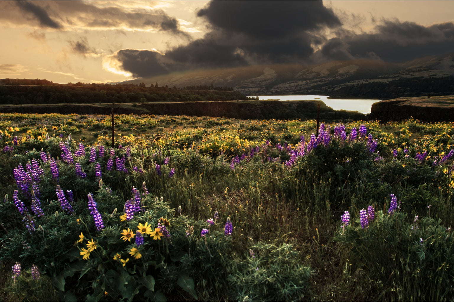 Wild Flowers Purple Yellow Stormy Field Canvas Art Wall Picture Or Gloss Print