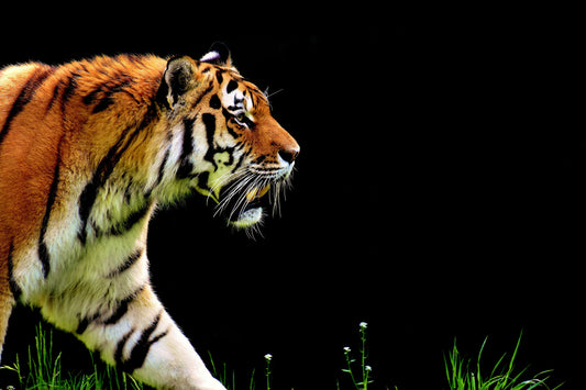 Wildlife Tiger Animal Big Cat Canvas Art Wall Picture Or Gloss Print