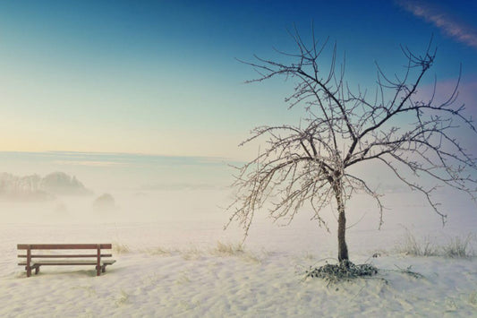 Winter Snow Tree Blue Sky Frozen Landscape Canvas Art Wall Picture Or Gloss Print