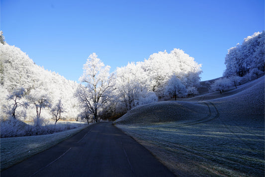 Winter Snow Trees Landscape Blue Canvas Art Wall Picture Or Gloss Print