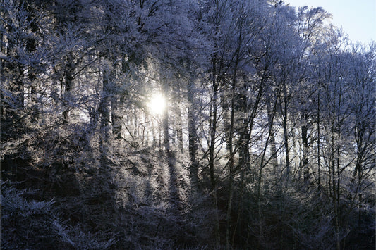 Winter Snow Trees Landscape Canvas Art Wall Picture Or Gloss Print