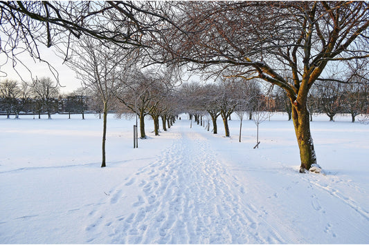 Winter Snow Trees Landscape Canvas Art Wall Picture Or Gloss Print