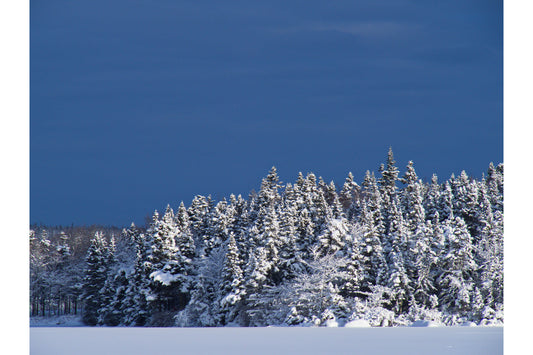 Winter White Snow Trees Landscape Blue Sky Canvas Art Wall Picture Or Gloss Print