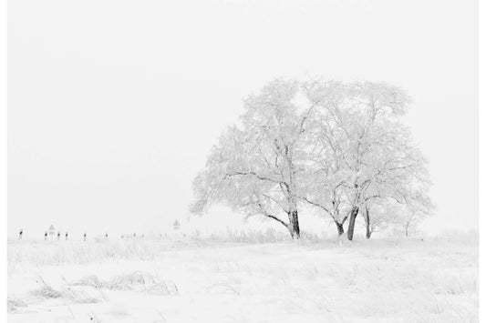 Winter Wonderland White Tree Canvas Art Wall Picture Or Gloss Print