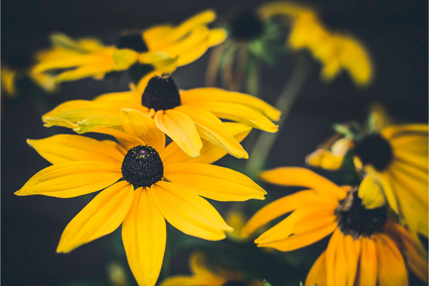 Yellow Black Flowers Floral Canvas Art Wall Picture Or Gloss Print