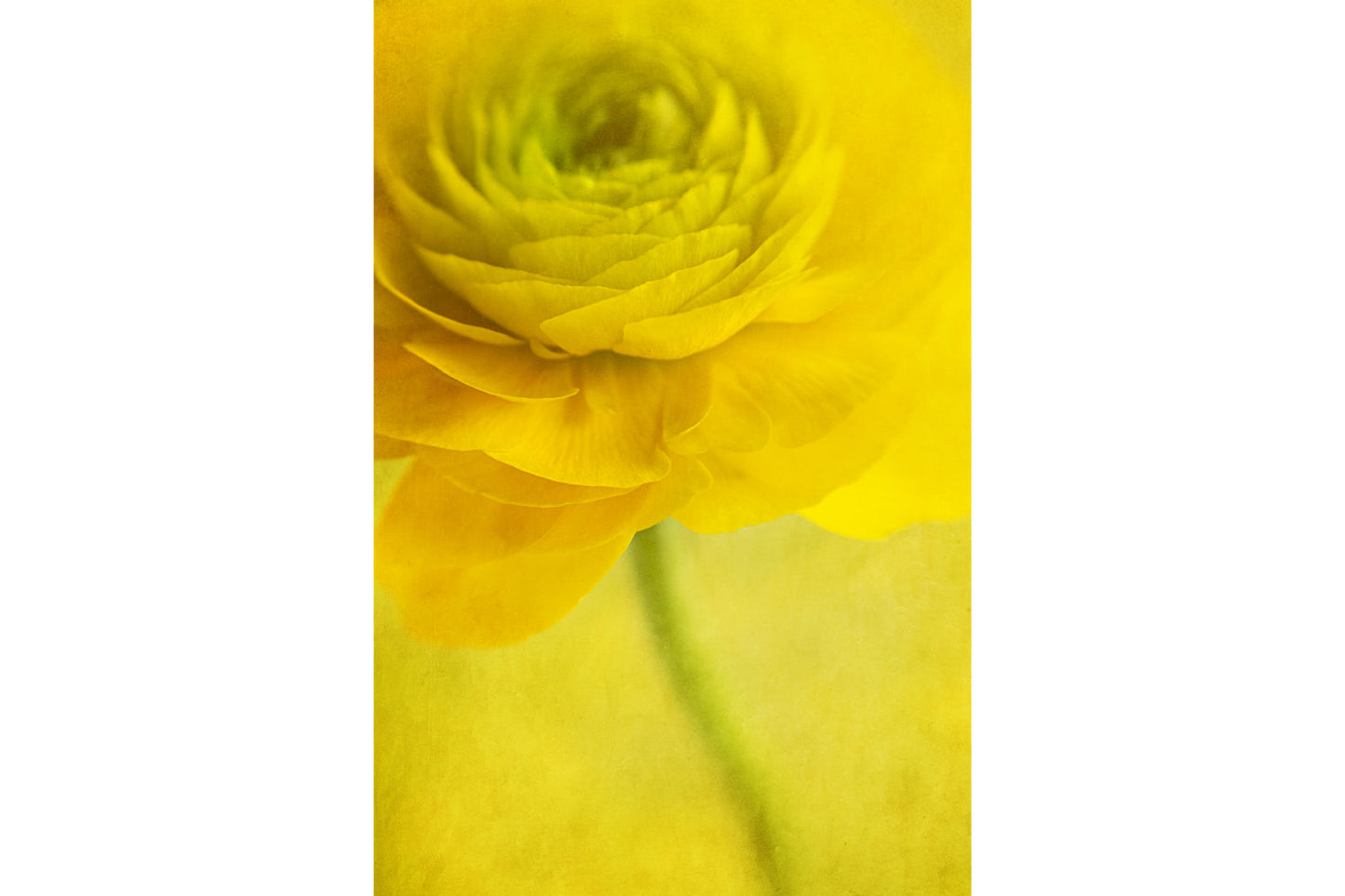 Yellow Bloom Flower Flowers Canvas Art Wall Picture Or Gloss Print