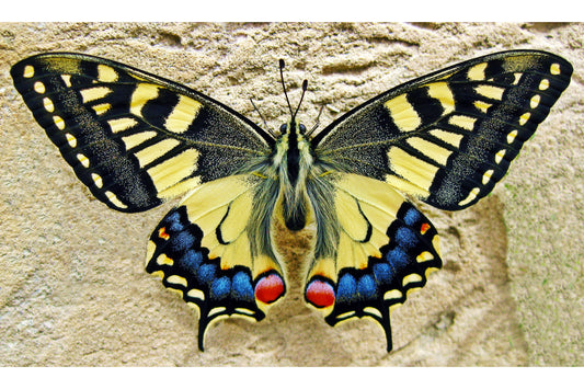 Yellow Blue Black Butterfly Butterflies Insect Canvas Art Wall Picture