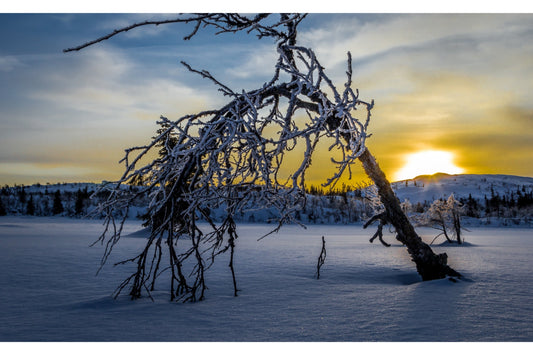 Yellow Blue Winter Tree Snow Sunset Canvas Art Wall Picture Or Gloss Print