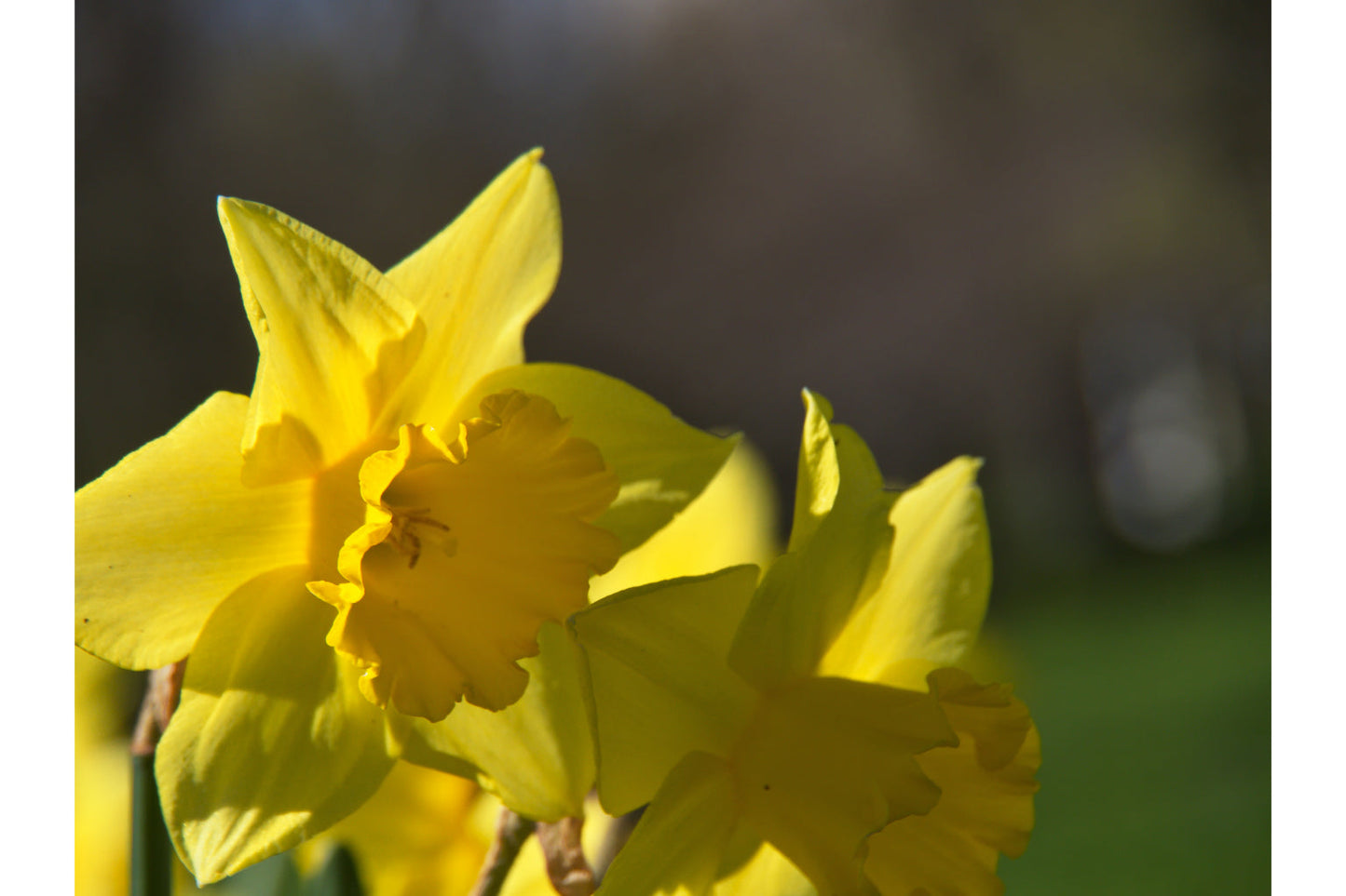 Yellow Daffodil Flowers Bloom Flower Canvas Art Wall Picture Or Gloss Print