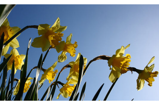 Yellow Daffodils Flowers Flower Blue Canvas Art Wall Picture Or Gloss Print