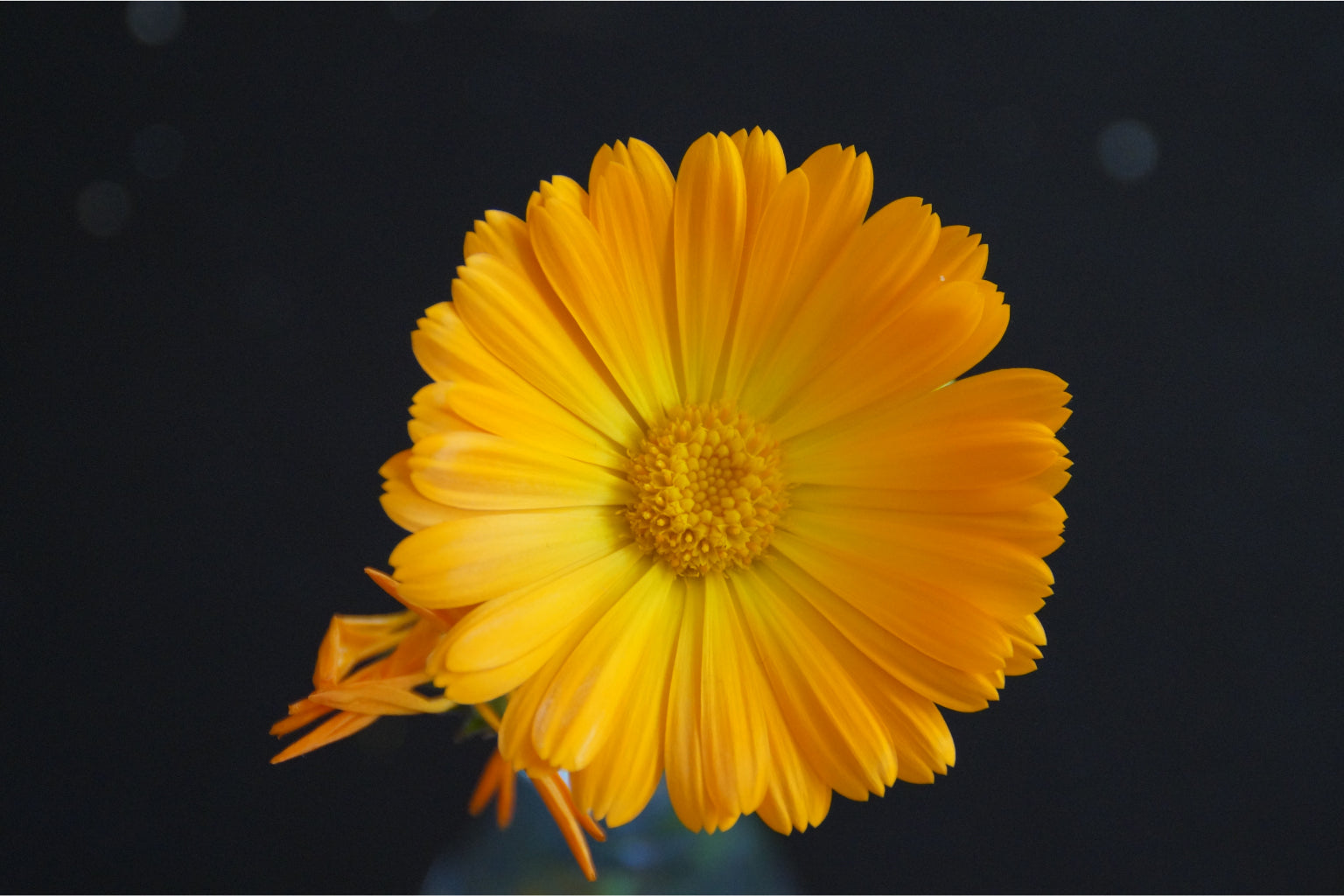 Yellow Daisy Detail Flower Canvas Art Wall Picture Or Gloss Print