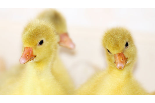 Yellow Duck Chicks Birds Wildlife Canvas Art Wall Picture Or Gloss Print