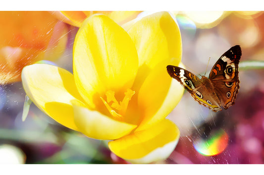 Yellow Flower Brown Butterfly Butterflies Canvas Art Wall Picture Or Gloss Print