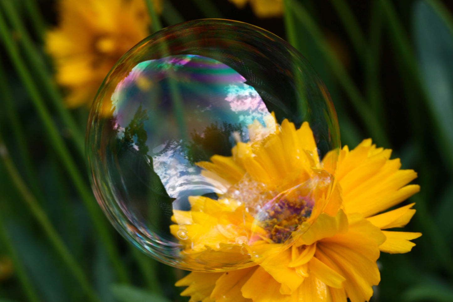 Yellow Flower Bubble Green Leaves Flowers Canvas Art Wall Picture Or Gloss Print