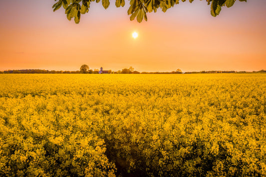 Yellow Flower Field Sunset Canvas Art Wall Picture Or Gloss Print