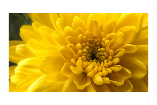 Yellow Flower Floral Flowers Canvas Art Wall Picture Or Gloss Print