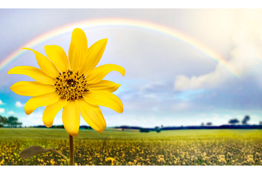 Yellow Flower Green Field Rainbow Canvas Art Wall Picture Or Gloss Print