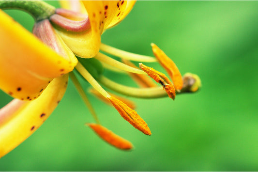 Yellow Flower Green Flowers Bloom Floral Canvas Art Wall Picture Or Gloss Print