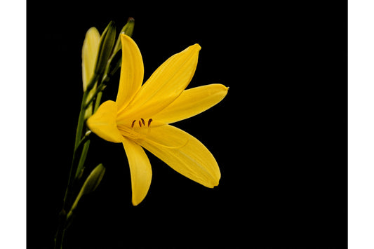 Yellow Flower Lilly Bloom Black Floral Canvas Art Wall Picture Or Gloss Print