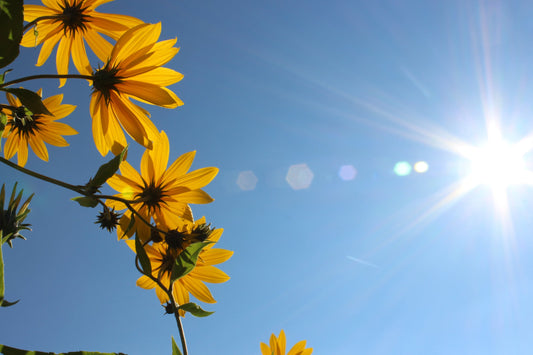 Yellow Flowers Blue Sky Canvas Art Wall Picture Or Gloss Print