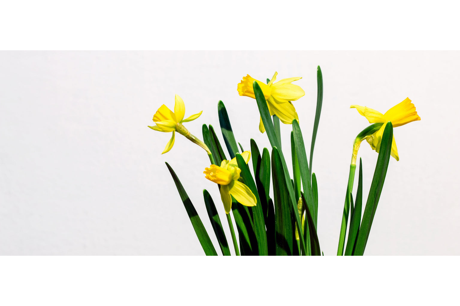 Yellow Green Daffodils Flowers Flower Canvas Art Wall Picture Or Gloss Print