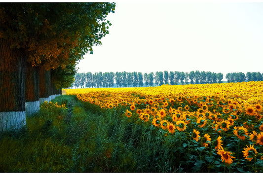 Yellow Green Sunflower Field Flowers Canvas Art Wall Picture Or Gloss Print