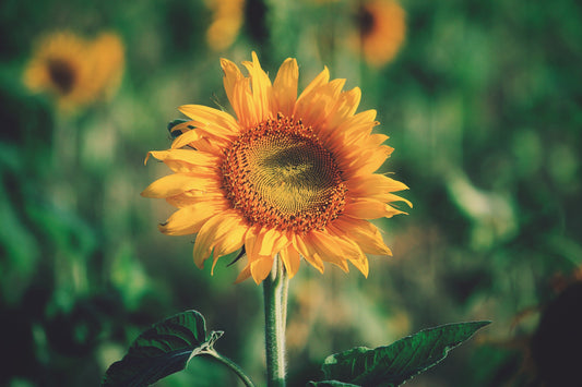 Yellow Green Sunflower Flower Canvas Art Wall Picture Or Gloss Print