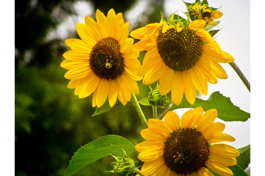 Yellow Green Sunflowers Canvas Art Wall Picture Or Gloss Print