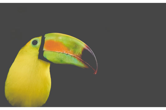 Yellow Green Tucan Bird Animal Wildlife Canvas Art Wall Picture Or Gloss Print