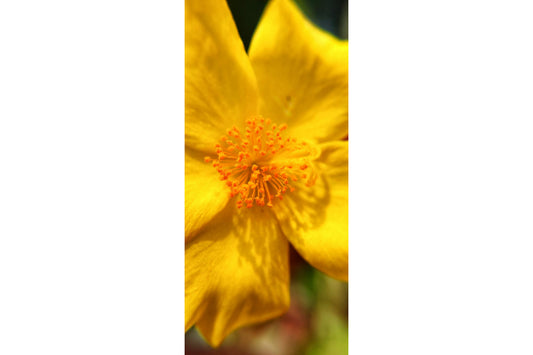 Yellow Orange Pollen Flower Flowers Canvas Art Wall Picture Or Gloss Print