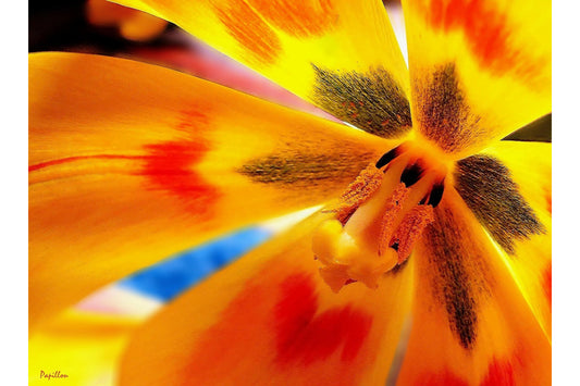 Yellow Red Orange Flower Flowers Canvas Art Wall Picture Or Gloss Print