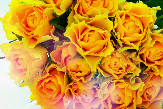 Yellow Roses Flowers Flower Green Canvas Art Wall Picture Or Gloss Print