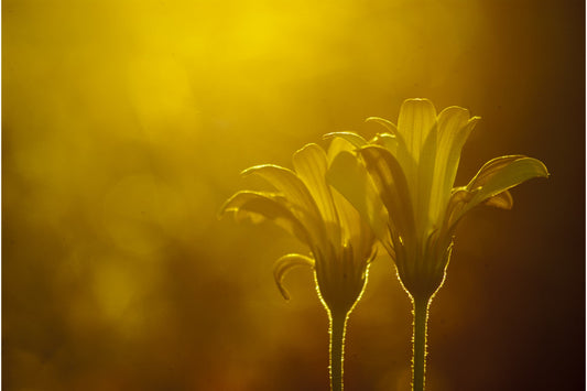 Yellow Shine Flowers Canvas Art Wall Picture Or Gloss Print