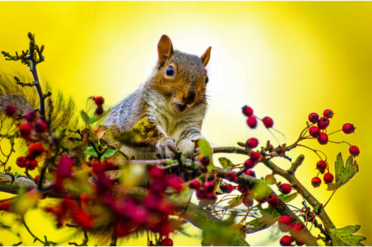 Yellow Squirel Tree Animal Wildlife Canvas Art Wall Picture Or Gloss Print