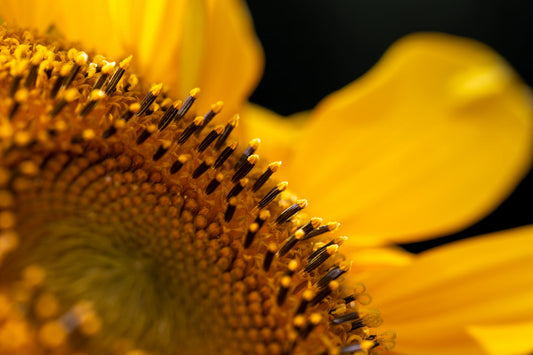 Yellow Sunflower Close Up Flowers Floral Canvas Art Wall Picture Or Gloss Print