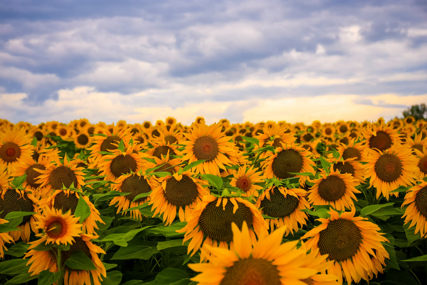 Yellow Sunflower Field Flowers Canvas Art Wall Picture Or Gloss Print