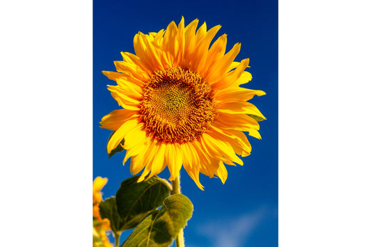 Yellow Sunflower Flower Blue Sky Canvas Art Wall Picture Or Gloss Print