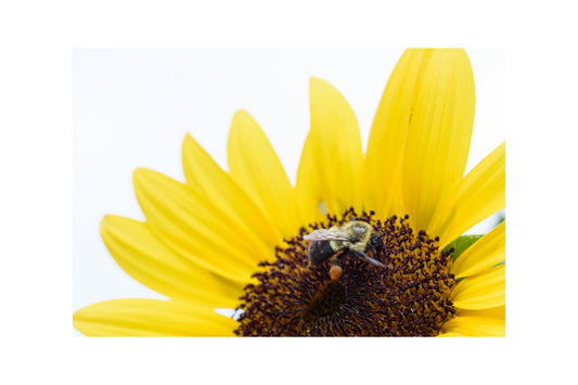 Yellow Sunflower Flower Bumble Bee Canvas Art Wall Picture Or Gloss Print