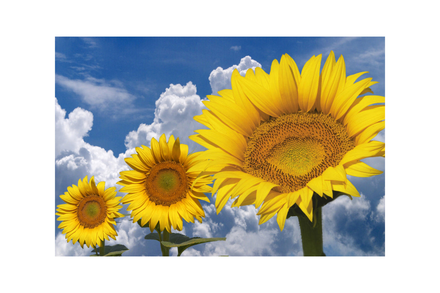 Yellow Sunflower Flowers Floral Blue Sky Canvas Art Wall Picture Or Gloss Print