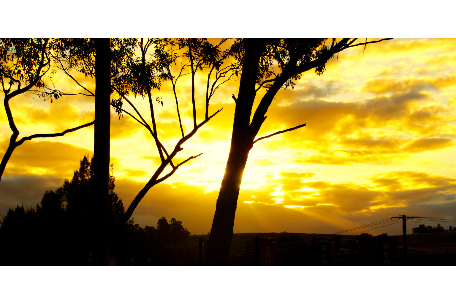 Yellow Sunset Sunrise Trees Canvas Art Wall Picture Or Gloss Print