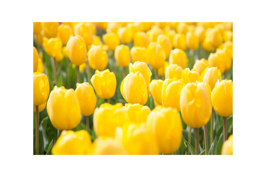 Yellow Tulips Flowers Floral Flower Canvas Art Wall Picture Or Gloss Print