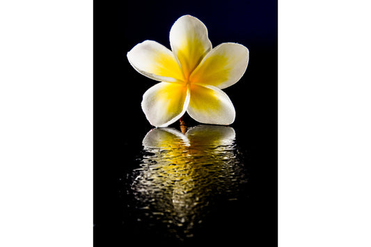 Yellow White Flower Abstract Black Canvas Art Wall Picture Or Gloss Print